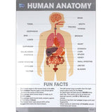 Educational Poster - Human  Anatomy