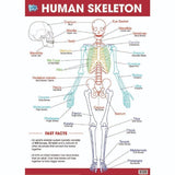 Educational Poster - Human Skeleton